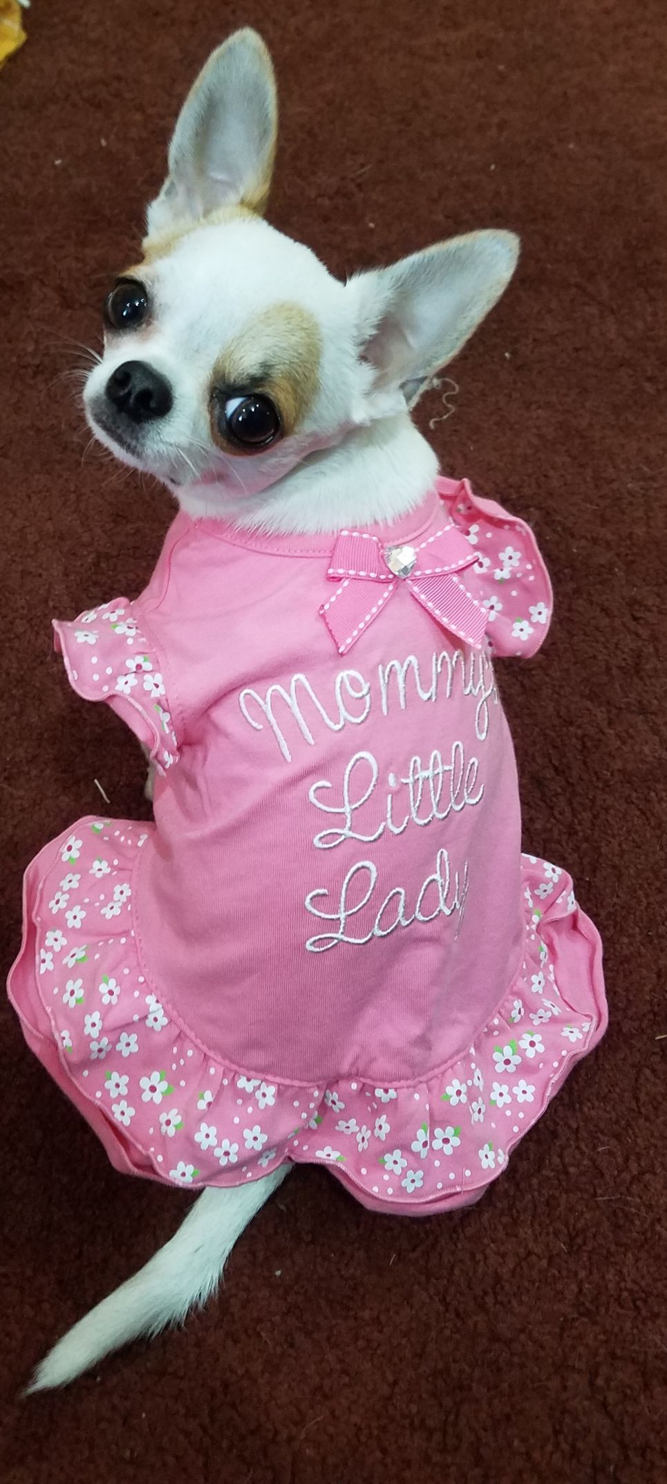Lady